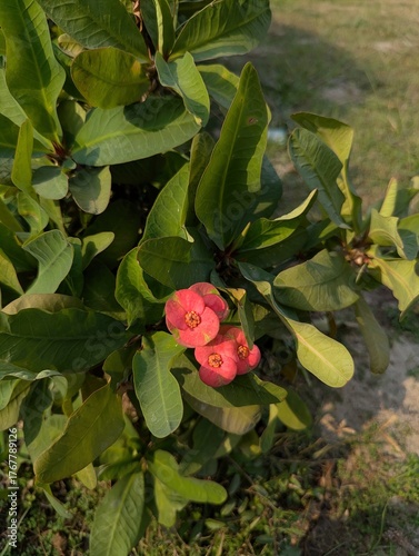 Close up of a crown of thorns plant with red flowers and green leaves outdoors