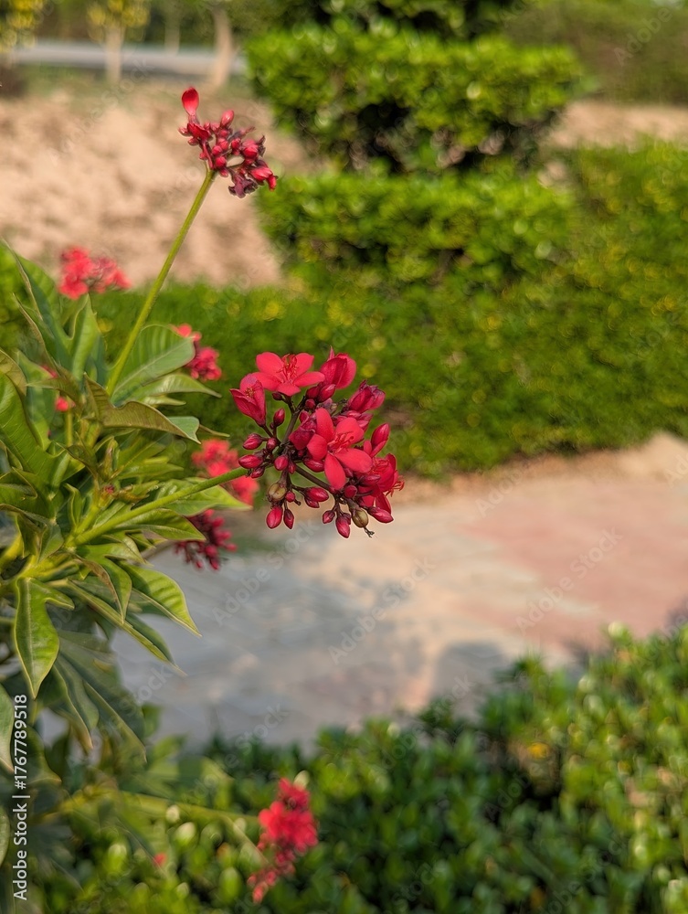 Naklejka premium A close up of a jatropha integerrima plant with red flowers in a garden area