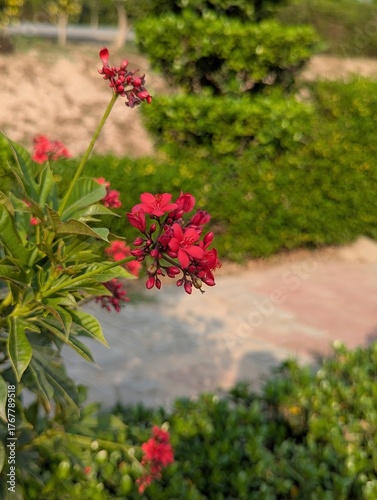 A close up of a jatropha integerrima plant with red flowers in a garden area