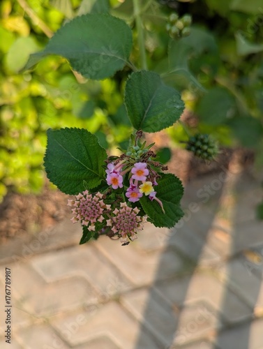 A cluster of lantana flowers blooming with green leaves in a garden setting