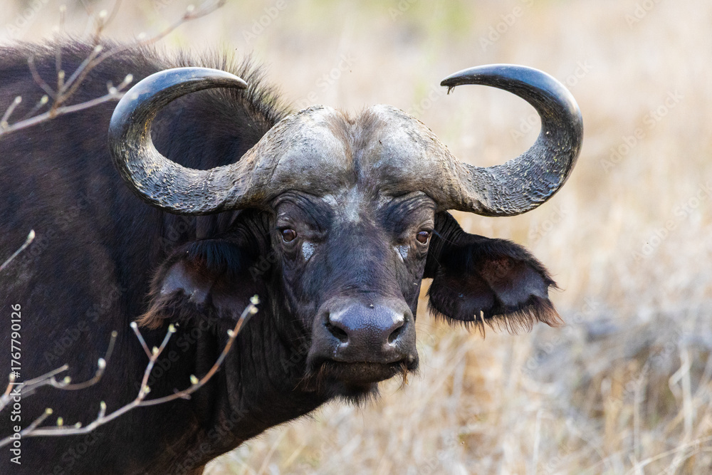 Fototapeta premium Buffalo