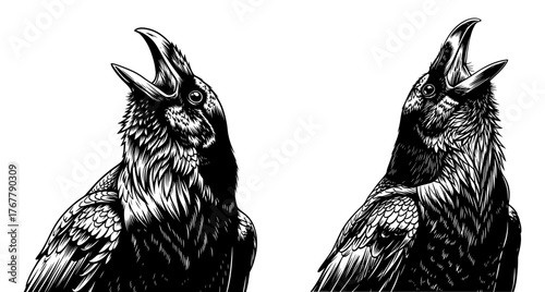 Two raven heads, hand drawn engraving style illustration of bird and wildlife