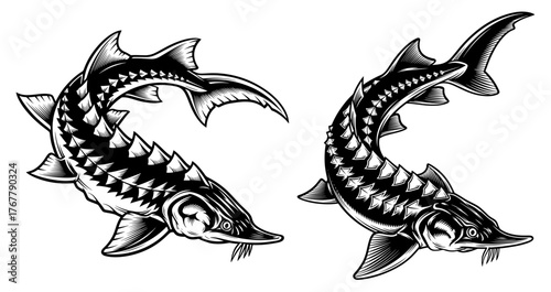 Two sturgeon fish in black and white vintage drawing style