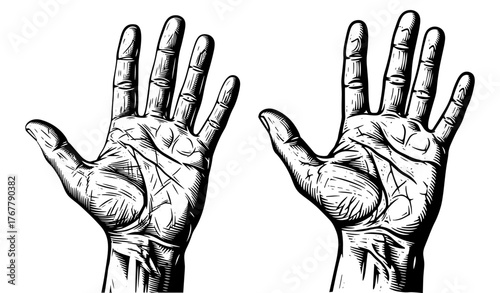Two hands, hand drawn illustration of palmistry, palm reading and fortune telling
