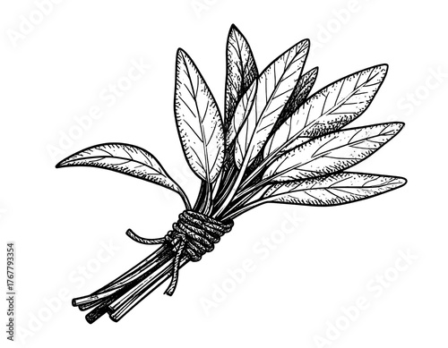 Botanical-style illustration of a tied bundle of sage leaves on a solid black background