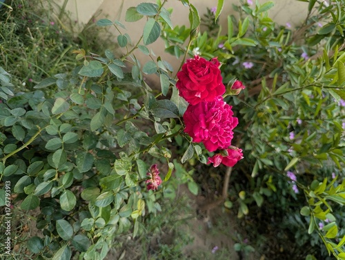 A close up of two red roses blooming on a bush with green leaves in daylight