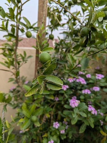 Close up of a lime tree with green limes and pink flowers in a garden setting