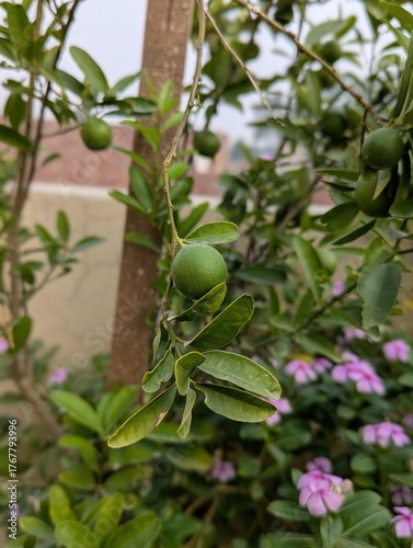 A close up of a lime tree with small green limes and pink flowers in the garden