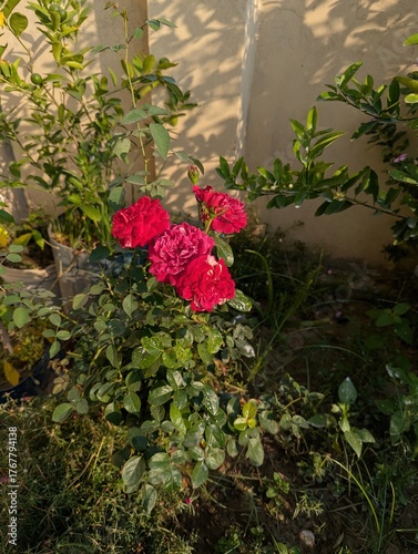 Close up of a vibrant red rose bush in full bloom with green foliage around it