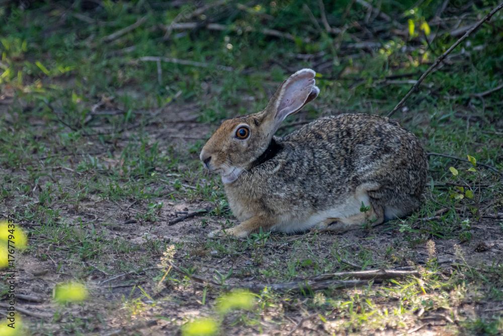 Fototapeta premium An Indian hare is seen resting on the ground. This medium-sized hare has long ears, large eyes, and a brownish-grey coat, blending into its habitat.