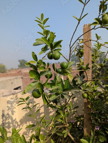 A close up shot of a lime tree with green limes and leaves on a sunny day outside