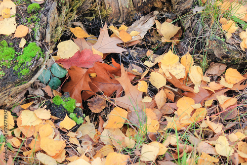 Close-up of a small oak sapling with vibrant red leaves against a background of fallen brown leaves and grass
