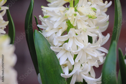 Close-up of vibrant white hyacinth flowers in full bloom with bright green leaves and dark background
