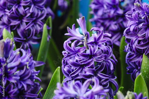 Close-up of vibrant purple hyacinth flowers in full bloom with bright green leaves. Spring floral background