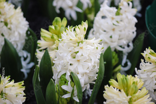 Close-up of vibrant white hyacinth flowers in full bloom with bright green leaves and dark background