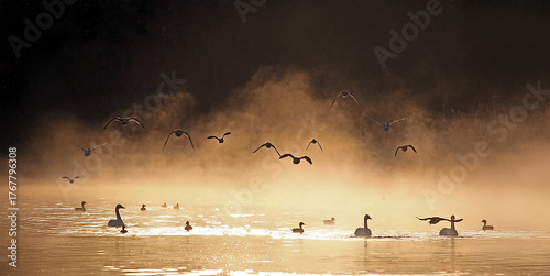 朝霧で霞む中を飛び来る鴨の群れ、幻想的、エコロジーイメージ