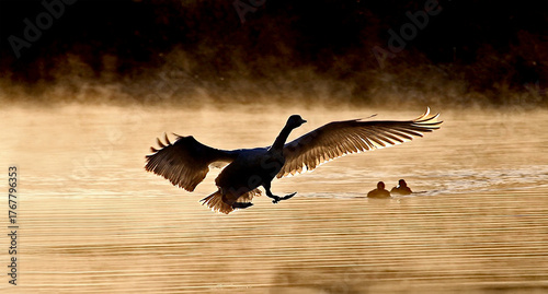朝霧で霞む中を翼を広げ飛ぶ1羽の白鳥、、幻想的、エコロジーイメージ
