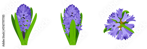 Purple hyacinth flower set, bulb and leaves variations, spring blossom icons, garden botanical clipart, vector graphics, clean background