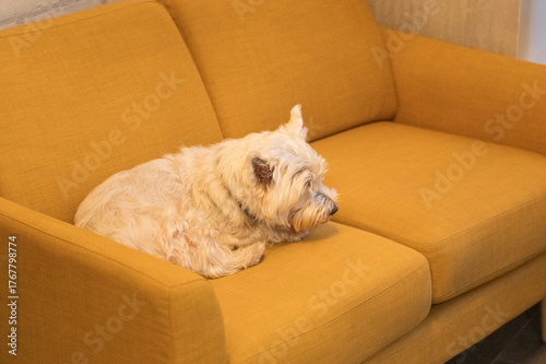 A white dog is sitting on a yellow sofa
