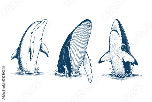 Dolphin, Humpback whale, and shark  breaching from water, Handdrawn linework woodcut or engraving vintage texture illustration