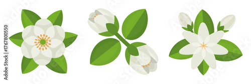 Jasmine bloom set, white petals and buds, fresh green leaves, fragrant garden icon pack, minimal botanical vector