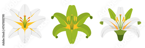 White lily bouquet, open flowers with buds, green leaves, garden botanical illustration, elegant floral clipart, vector set