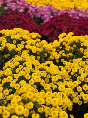 Bright Bright colourful chrysanthemums in full bloom, natural floral texture background.