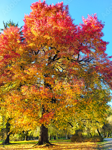 Stunning autumn tree with vibrant red, yellow, and orange foliage standing in a sunny park under a clear blue sky. Colorful leaves glow in the sunlight, reflecting fall’s warmth and beauty.
