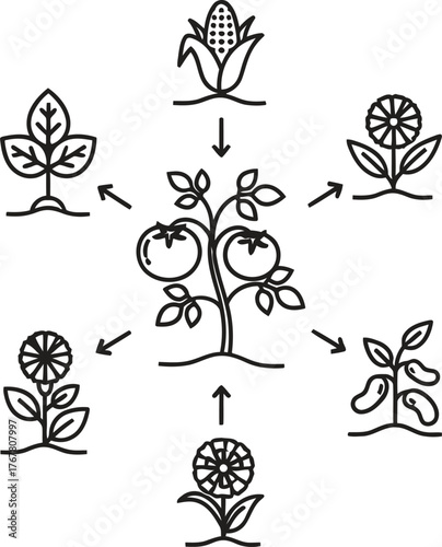 Illustration of companion planting concept showing beneficial plant relationships and growth cycles in a garden ecosystem