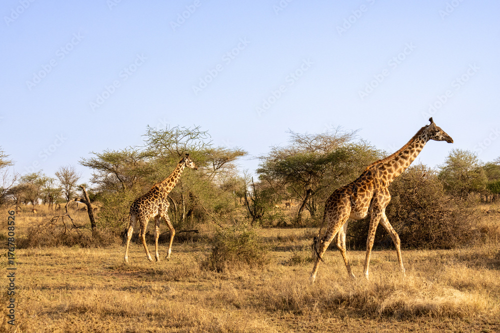 Obraz premium Two giraffes (Giraffa camelopardalis) walking across the dry savannah landscape of Serengeti National Park, Tanzania
