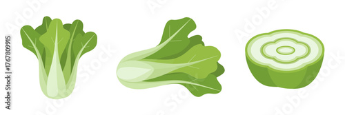 Bok choy vegetables, whole heads and cut slice, crisp leafy greens illustration, healthy cooking ingredient, vector clipart