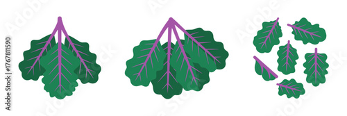 Garden greens collection, tender leaves with purple stems, chopped pieces cluster, healthy vegetables, vector illustration, isolated background
