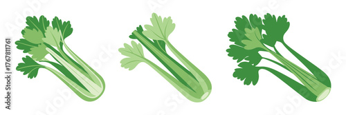 Celery stalks collection, fresh green stems bundle, crunchy salad ingredient, healthy food icons, vector illustration, isolated