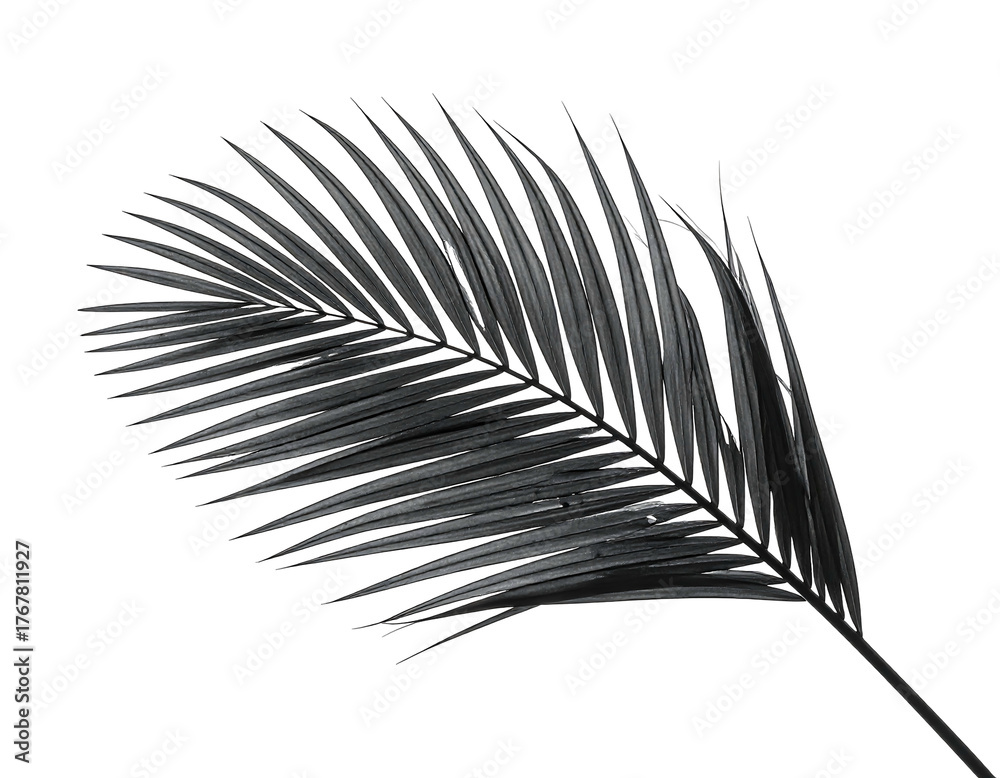 Fototapeta premium Dark palm frond with textured leaves on a stark black background