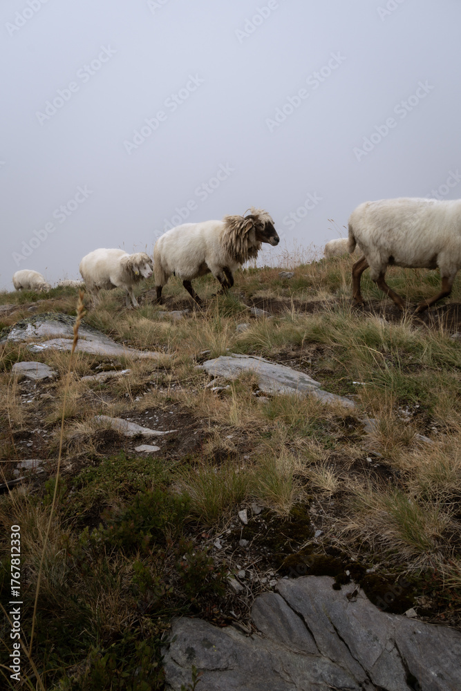 Fototapeta premium sheep on peak of the balkans trail in Montenegro