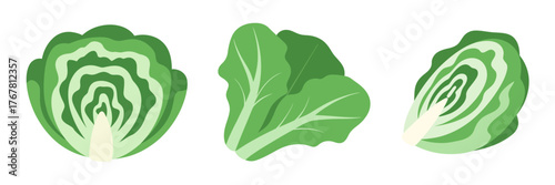 Cabbage and lettuce variations, layered leaves, cross section slice, garden vegetable bundle, fresh produce illustration, grocery vector
