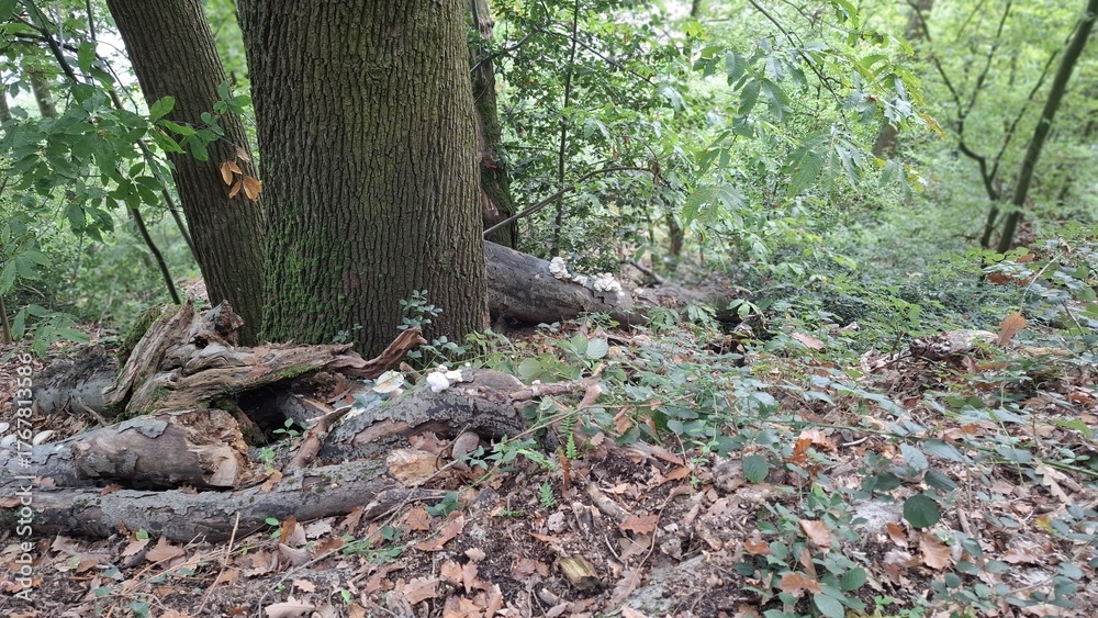 Obraz premium Tree trunk with fallen leaves in lush green forest setting 