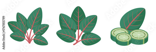 Red veined leafy greens, herb cluster, cucumber coin slices, healthy salad components, farm fresh produce, detailed vector illustration