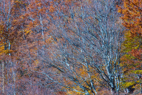 Hiking in autumn, Sadu Romania