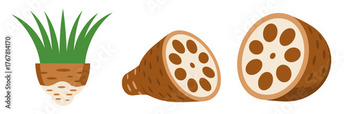 Lotus root plant, sprouting greens with sliced rounds, distinctive hole pattern, fresh aquatic vegetable, healthy kitchen vector