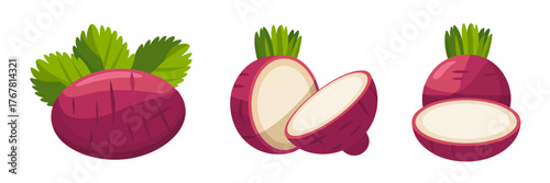 Red radish group, whole bulbs and sliced rounds, white interior texture, crunchy salad vegetable, kitchen produce icons vector