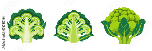 Broccoli cross section trio, green florets with stems, healthy vegetable icons, kitchen ingredient graphics, vector clipart, isolated