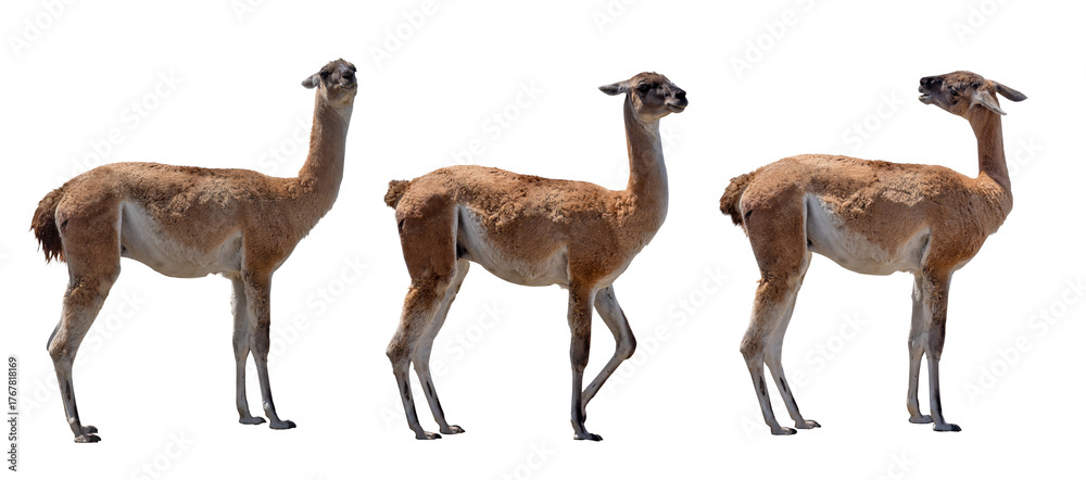 Fototapeta premium three brown guanacoes isolated on white
