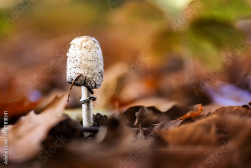 Jesień w naturze