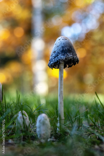 Jesień w naturze