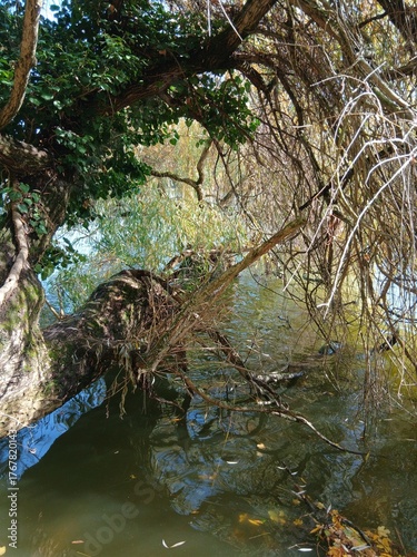 river in the forest