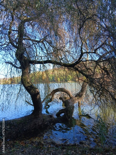 tree in the water