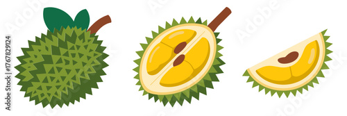 Durian fruit collection, whole spiky shell and opened halves, creamy yellow flesh, tropical dessert illustration, vector artwork