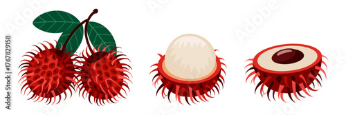 Rambutan branch illustration, clustered fruits with leaves, peeled segment revealing seed, tropical harvest design, clean vector artwork