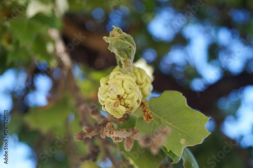 A close up view of the flowers and leaves of a tree.